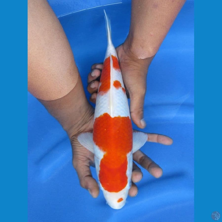 31cm - Kohaku Putih Salju