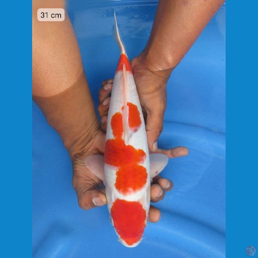 31cm - Maruten Kohaku Ori