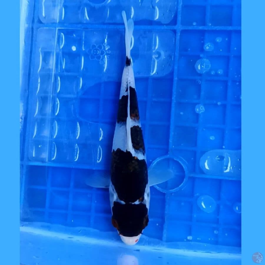 ( 15CM ) MARUTEN BUDOGOROMO ORIGINAL 
