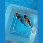 showa ginrin 14 dan 16 cm