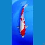 kohaku 42 cm 