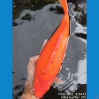 SUPER RED KARASI