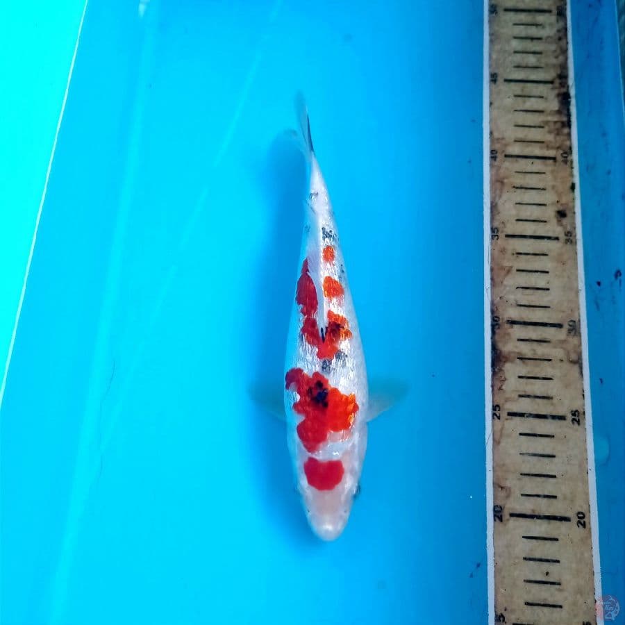 sanke ginrin, 23 cm