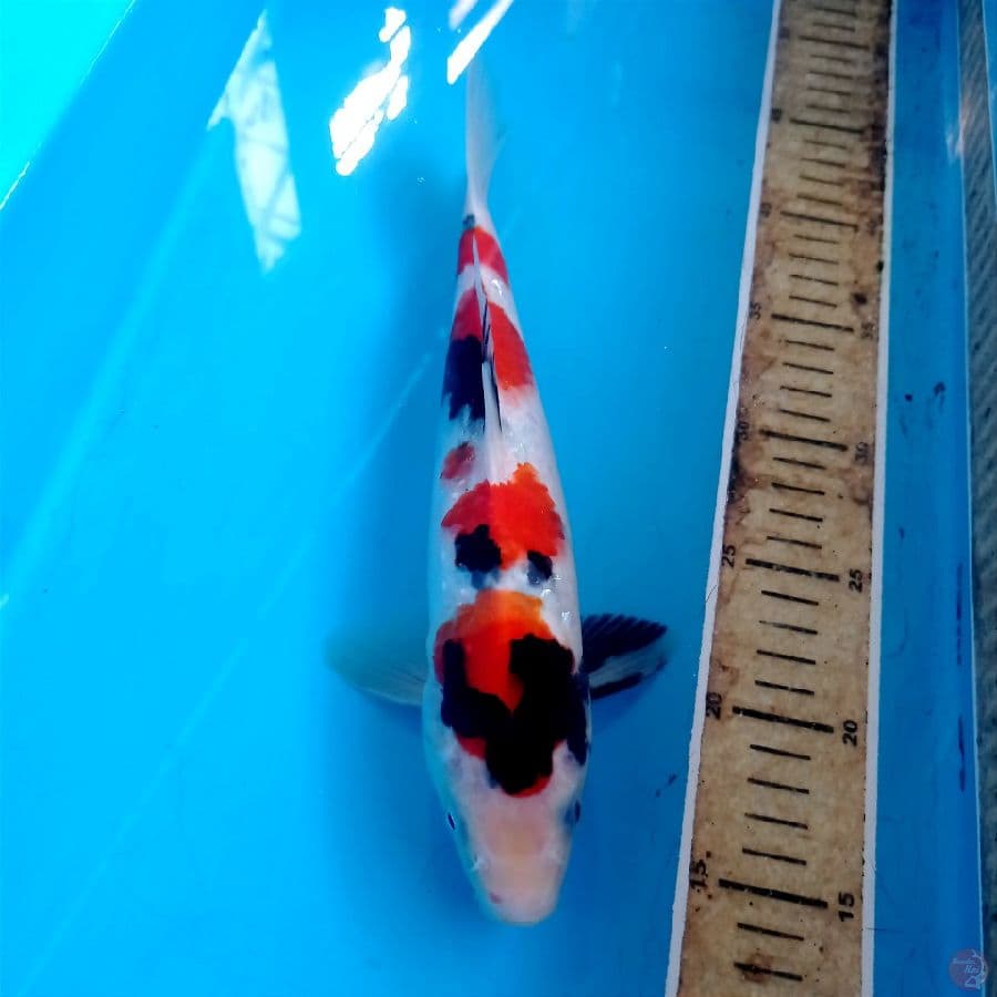 showa, 30 cm
