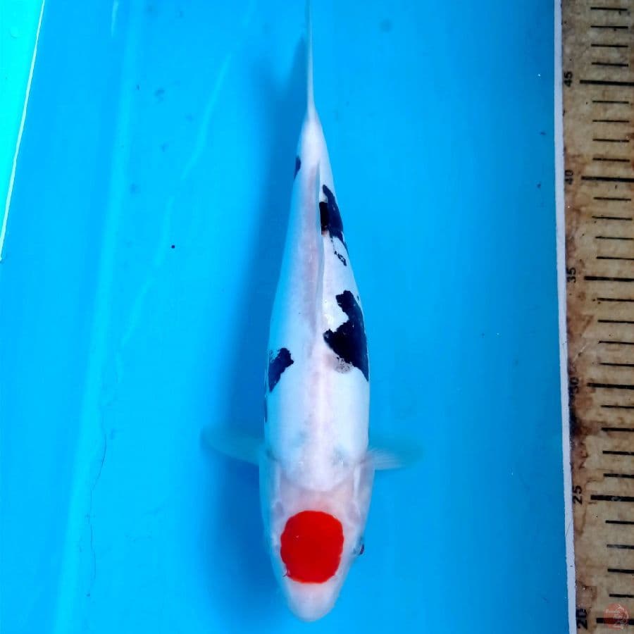 tancho kumon, 26 cm