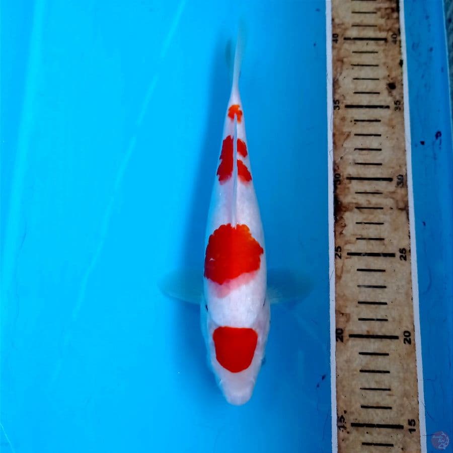 kohaku, 23 cm