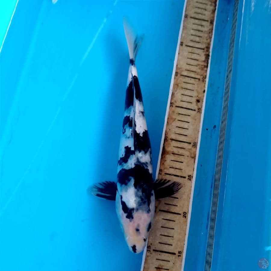 shiro, 31 cm