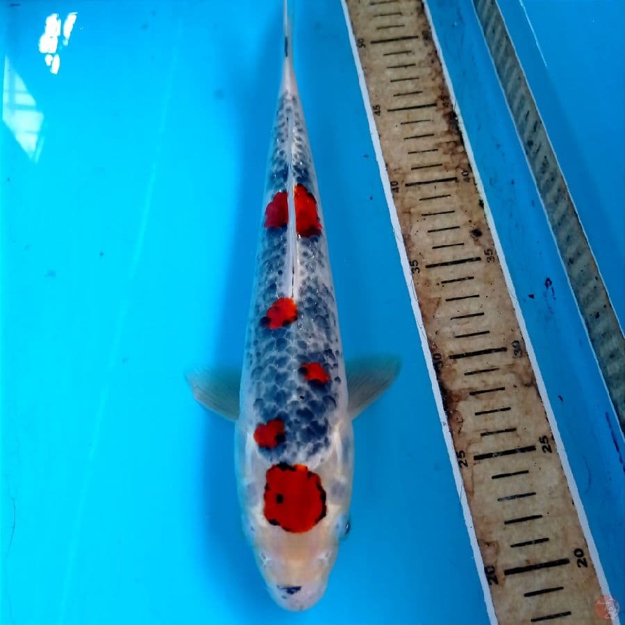 goshiki, 32 cm