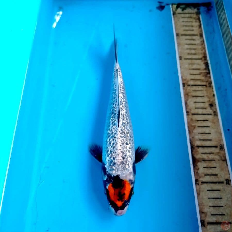 tancho ginrin, 27 cm