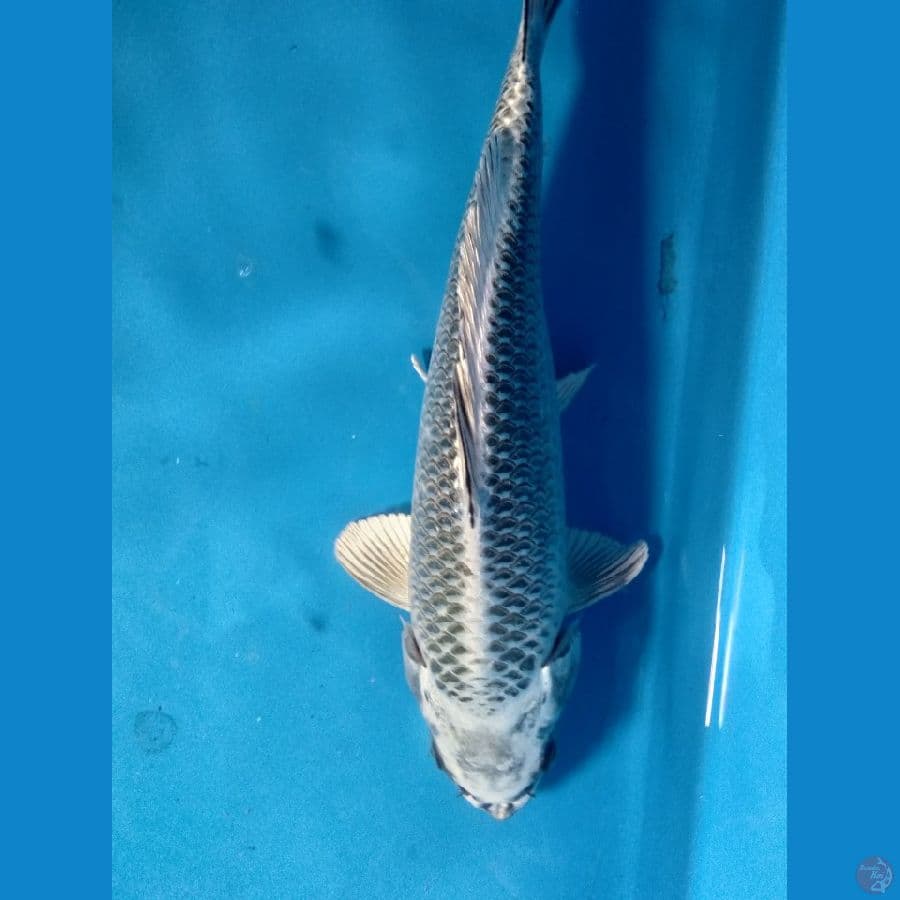 Gin masubha 25cm male