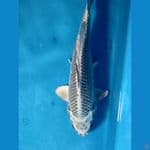 Gin masubha 25cm male