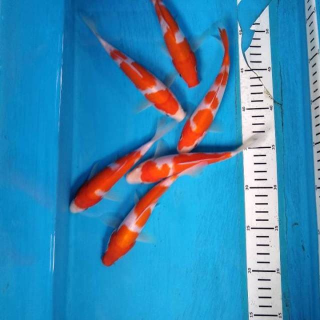 Paket kohaku 6 ekor