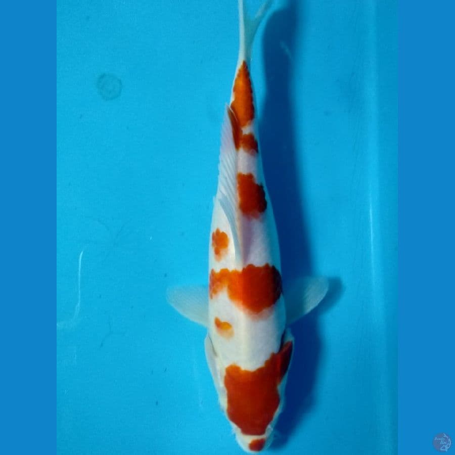 kuhaku kucineni 22cm male