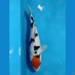 tancho sanke original 24cm