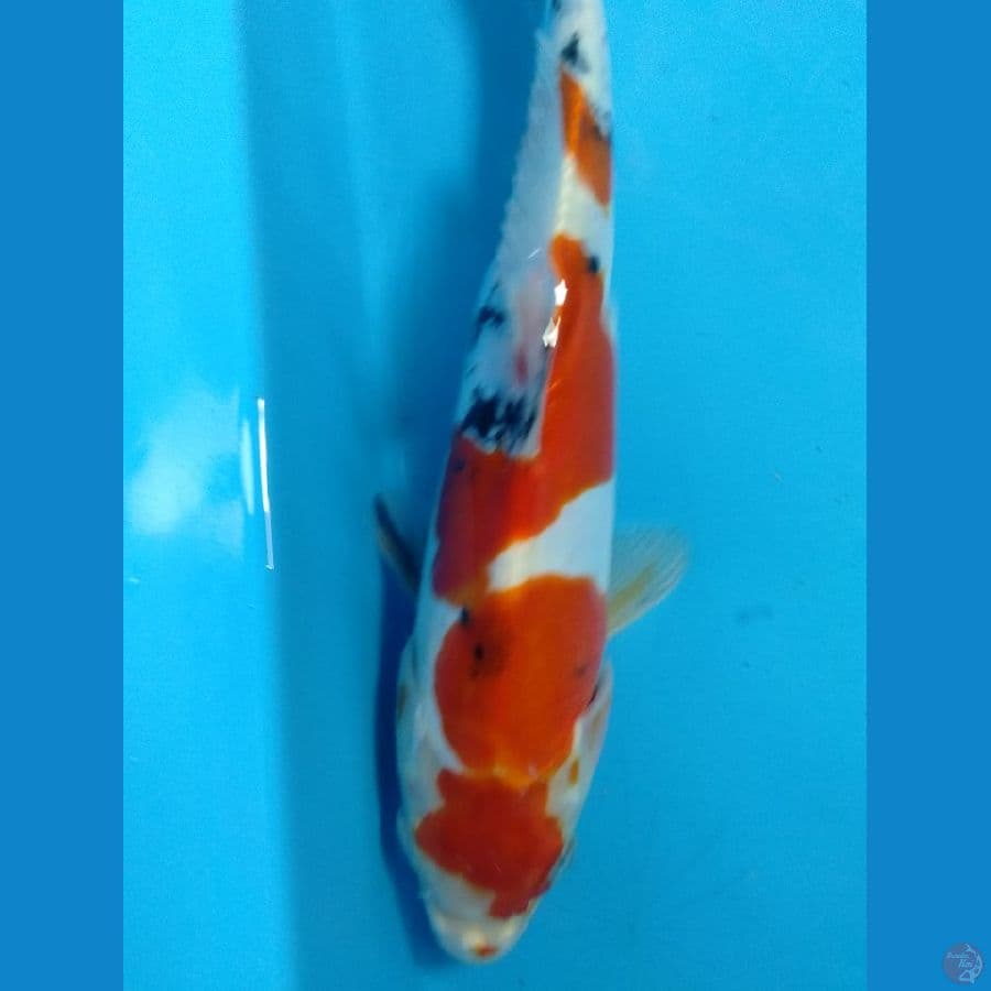 sanke doit 25cm original male