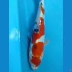 sanke doit 25cm original male