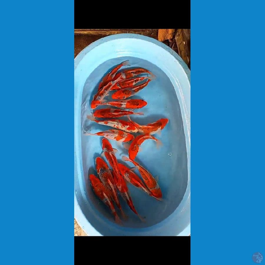 16 ekor 23-27 cm red goshiki
