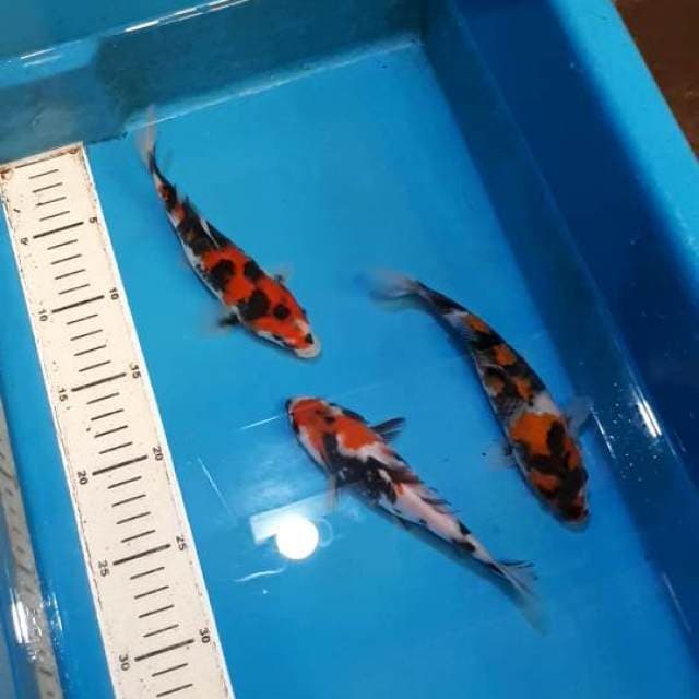 SHOWA 22&23 CM