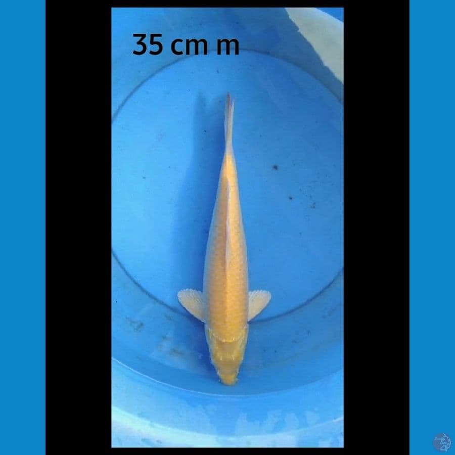 Karashi red eye 35 cm male