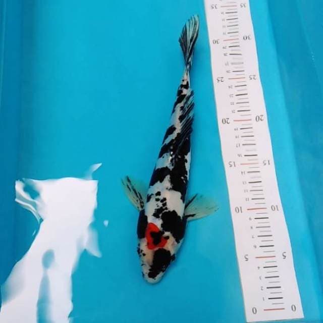 Tancho showa doitsu