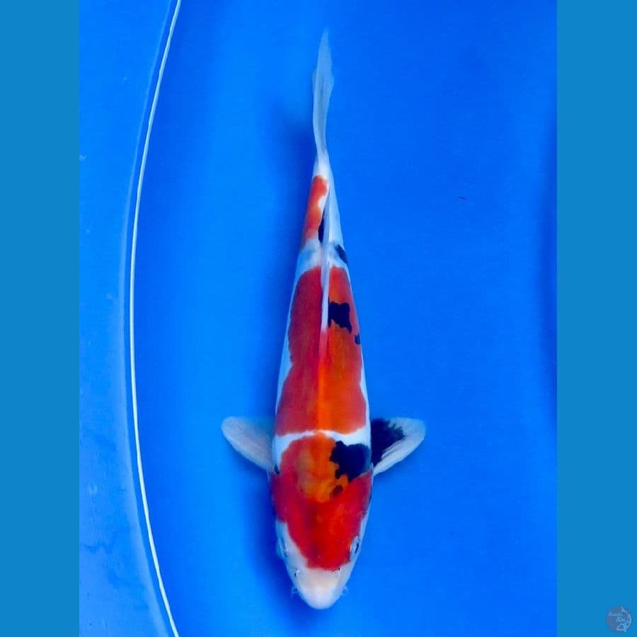20cm - Showa Doitsu SQ