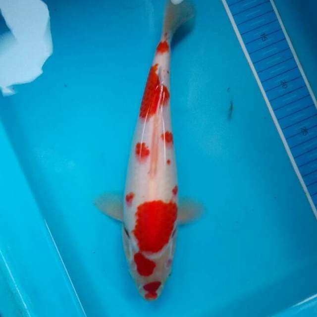 Kohaku ceplok