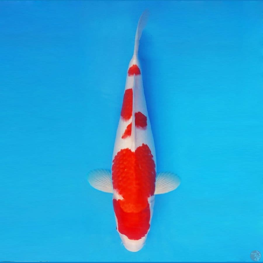 NINJA 3 (39 CM/fm) ~ Kohaku™,-