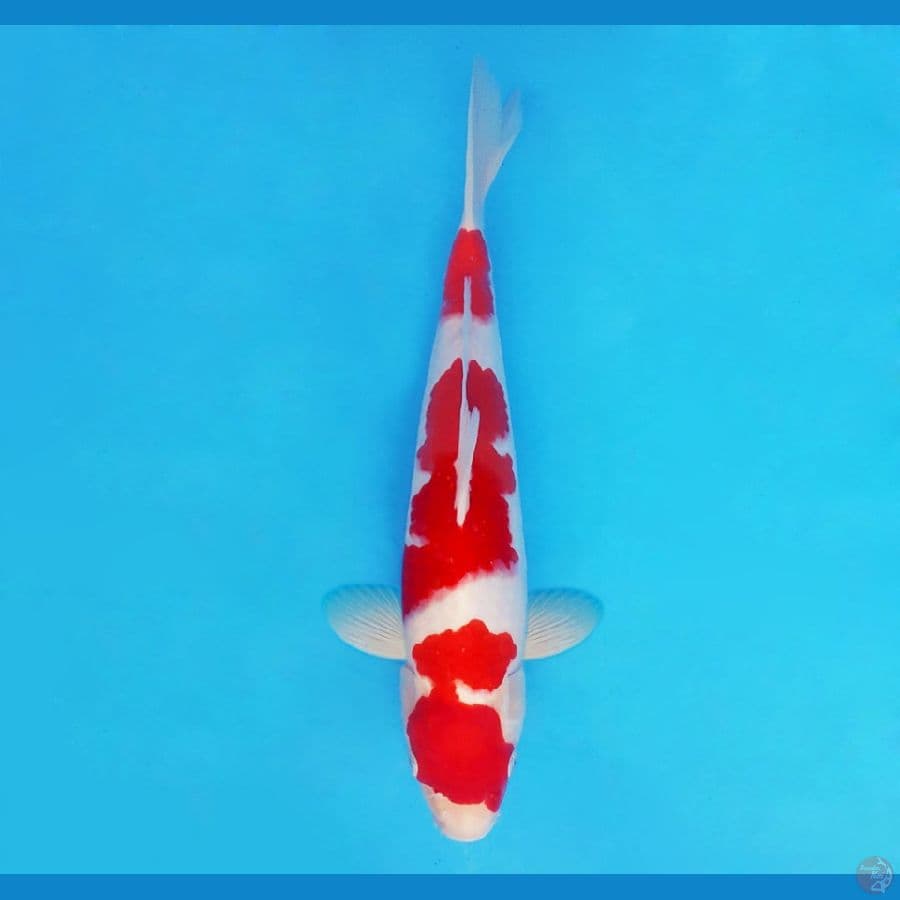NINJA 5 ( 37 CM/male ) ~ Kohaku™,-