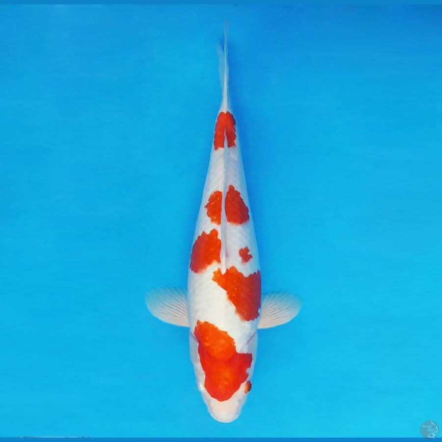 NINJA 10 ( 40 CM/fm ) ~ Kohaku ™,-