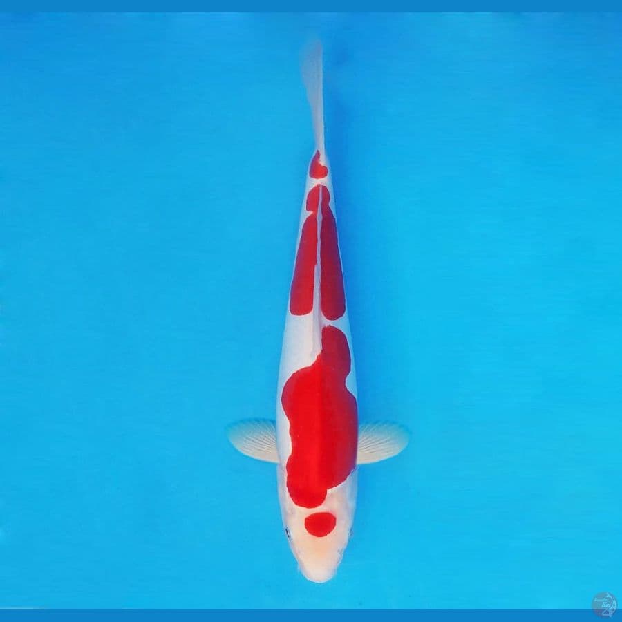 NINJA 11 ( 33 CM/fm ) ~ Kohaku Doitsu Murni ™,-