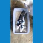 Shiro 20-22cm