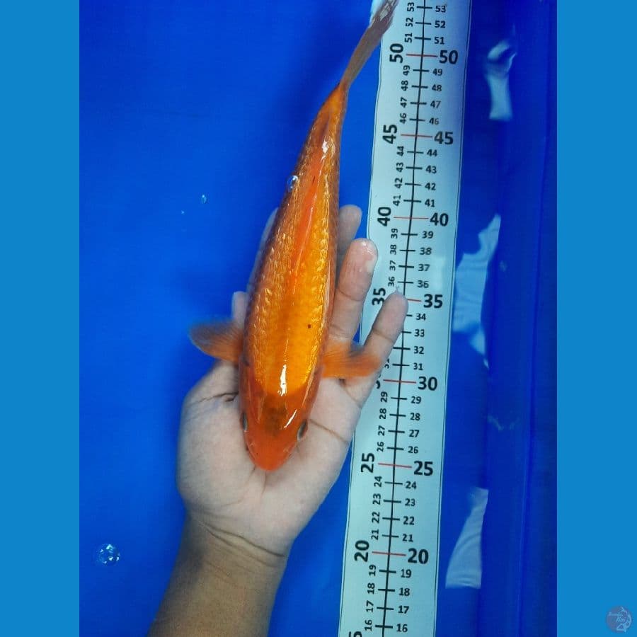 25cm