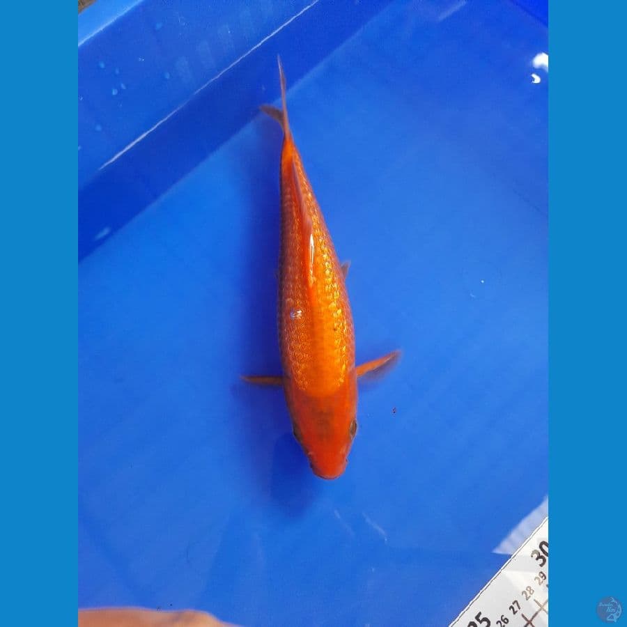 25cm