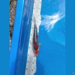 goshiki 40cm