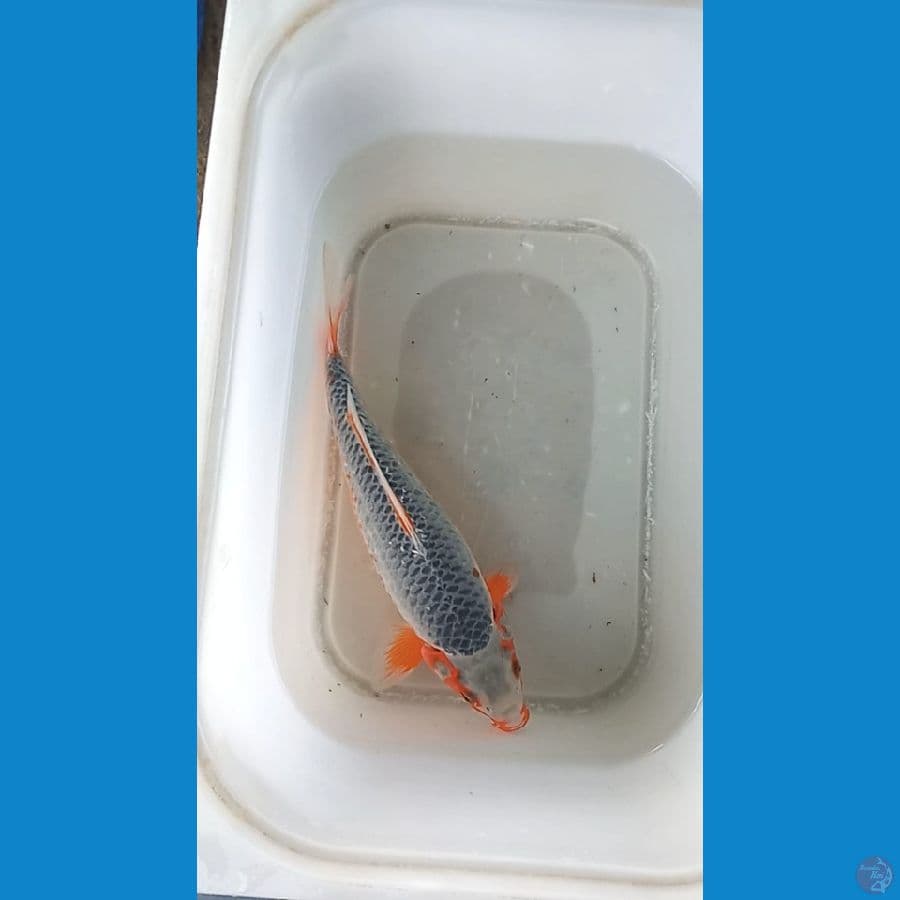 asagi 35cm