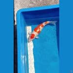 kohaku 42cm
