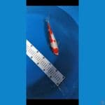 Kohaku 24 cm