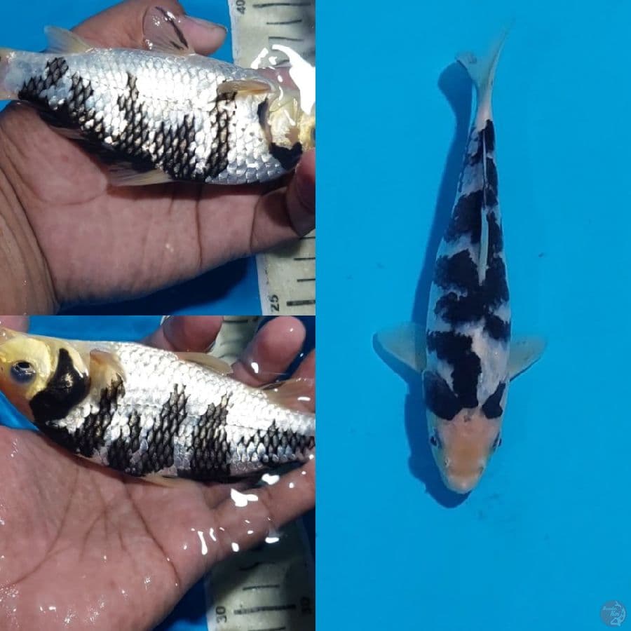 MINION SHIRO SQ 19 CM"LAFADZ ILLAHI"
