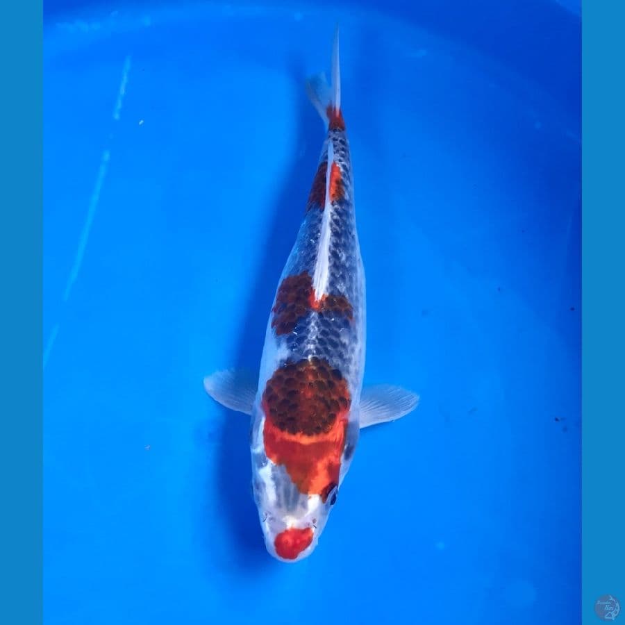 goshiki 25cm