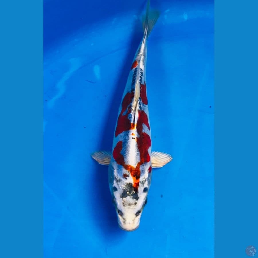 kikokuryu 20cm