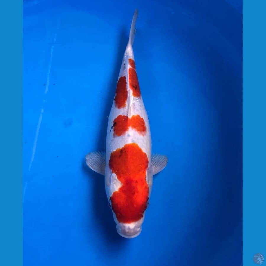 sanke 30cm