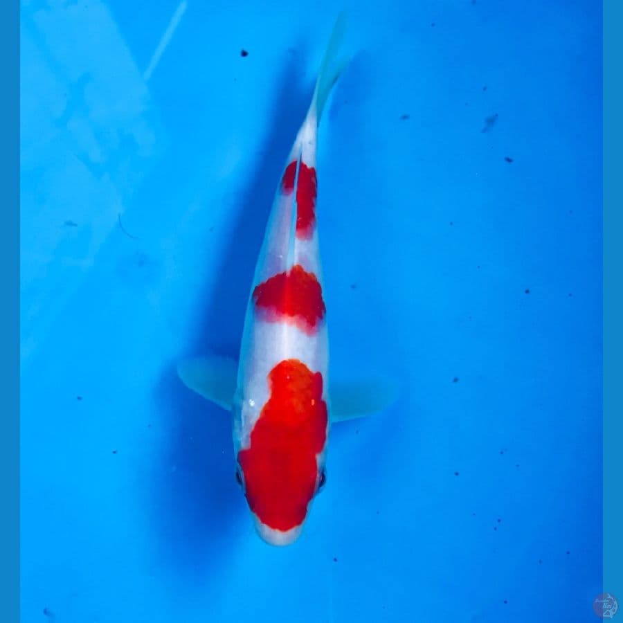 kohaku 15cm