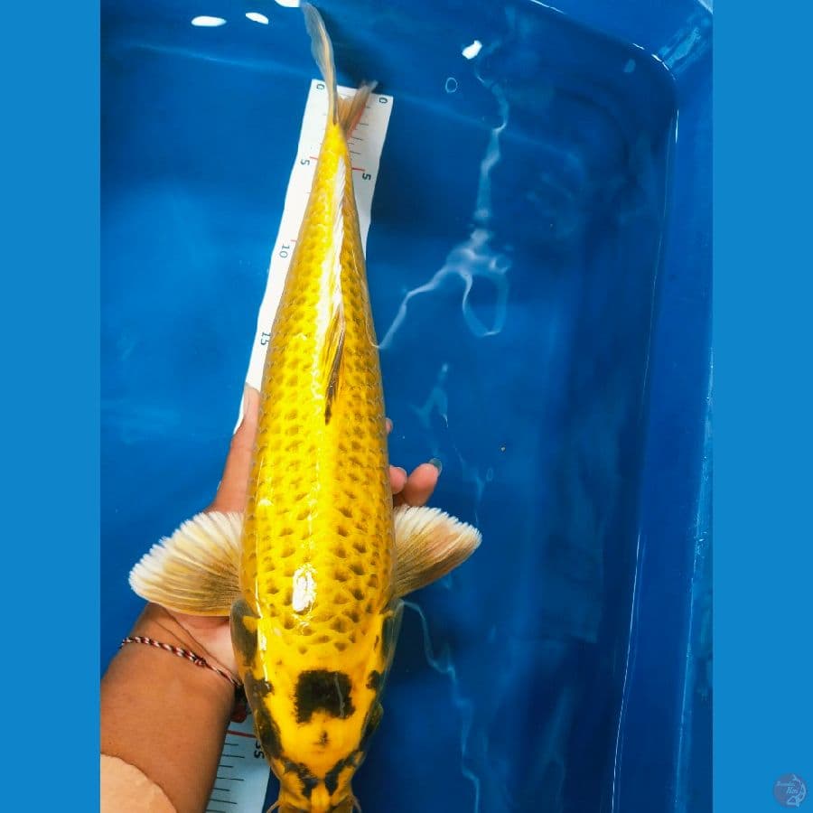 mukasi 38cm jantan