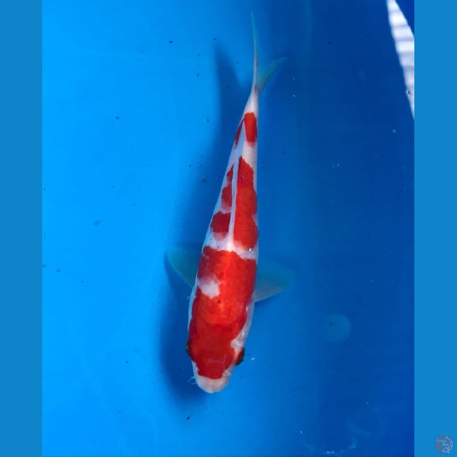 kohaku 15cm