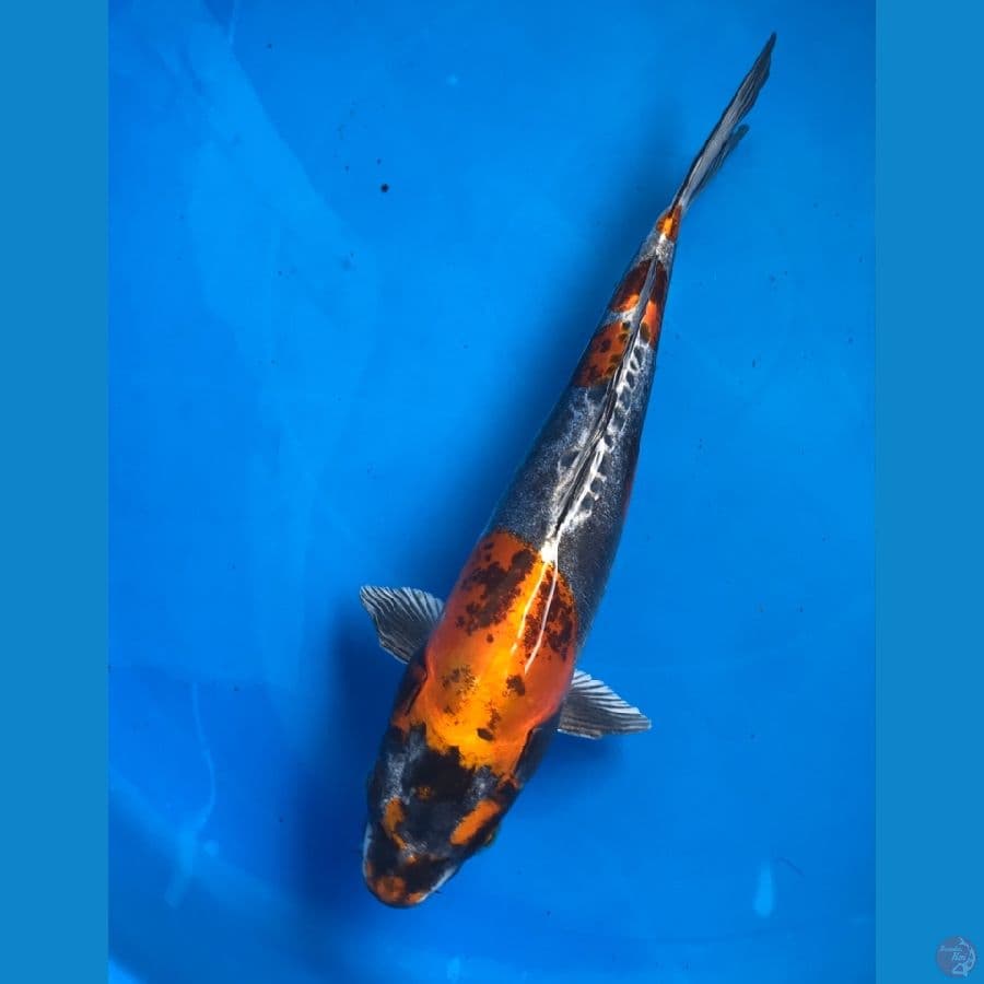 kikokuryu 30cm