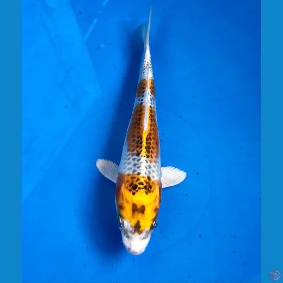 kujaku 20cm