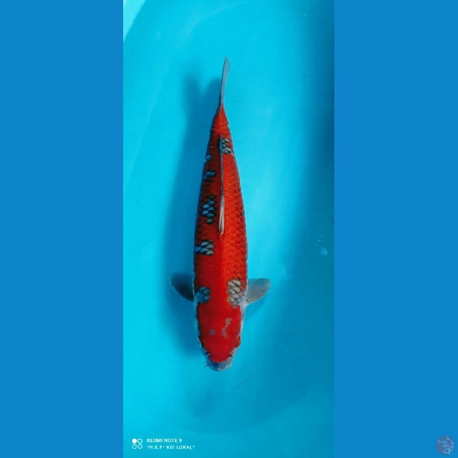 sQ juara 2  ochiba 50 cm jantan