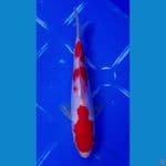 Kohaku Doitsu 20cm