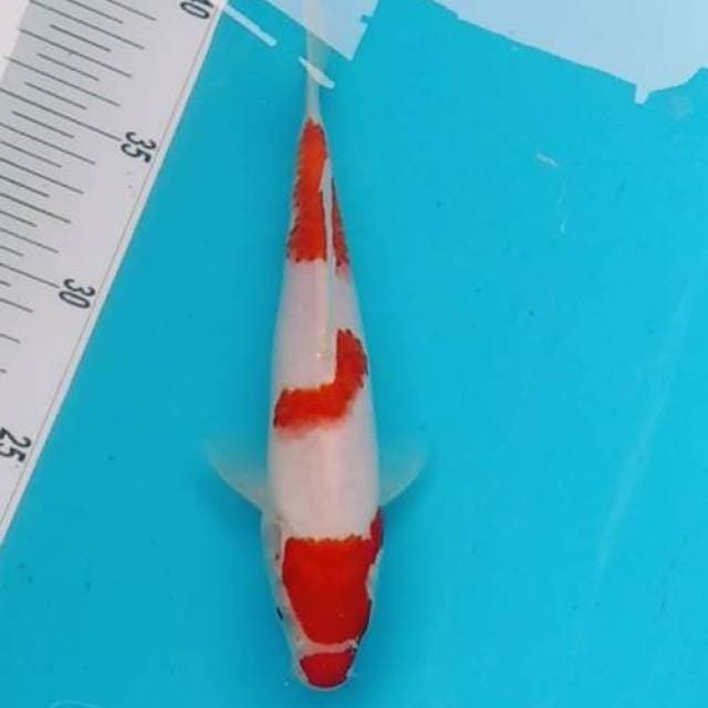 Original kohaku