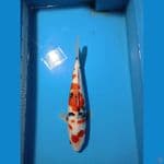 Ginrin Showa 30cm